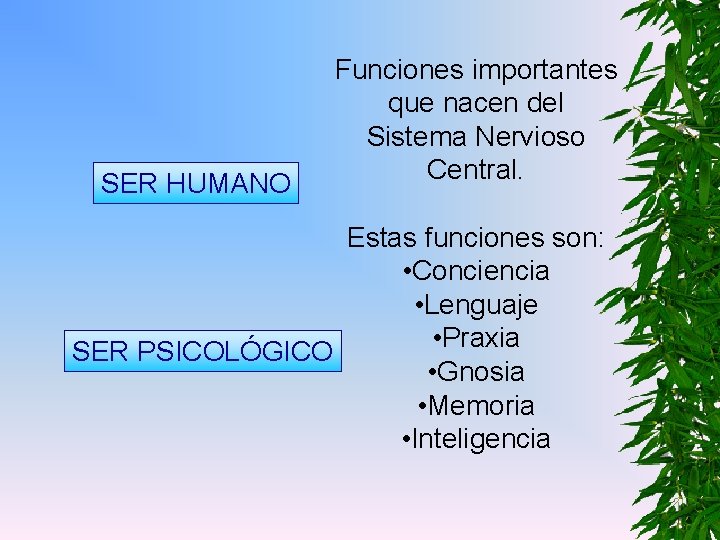 SER HUMANO Funciones importantes que nacen del Sistema Nervioso Central. Estas funciones son: •