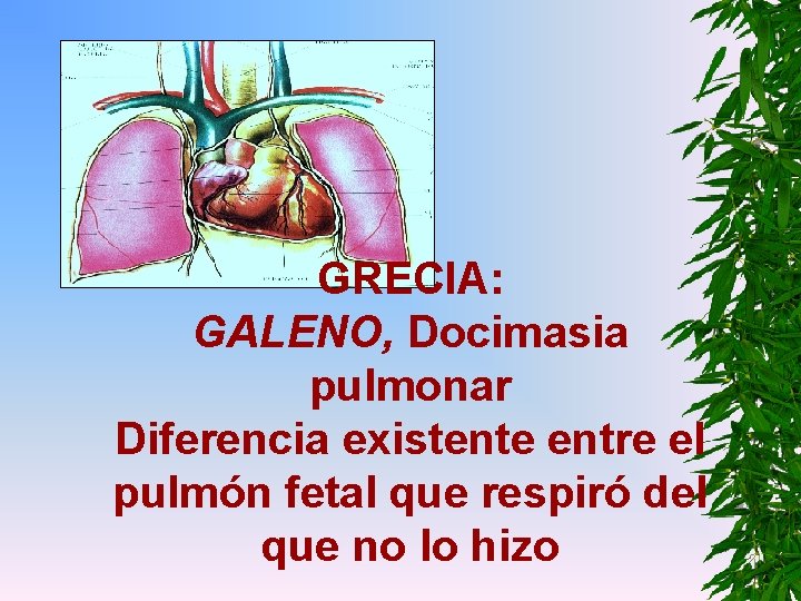 GRECIA: GALENO, Docimasia pulmonar Diferencia existente entre el pulmón fetal que respiró del que