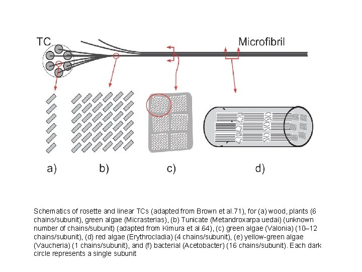 Schematics of rosette and linear TCs (adapted from Brown et al. 71), for (a)