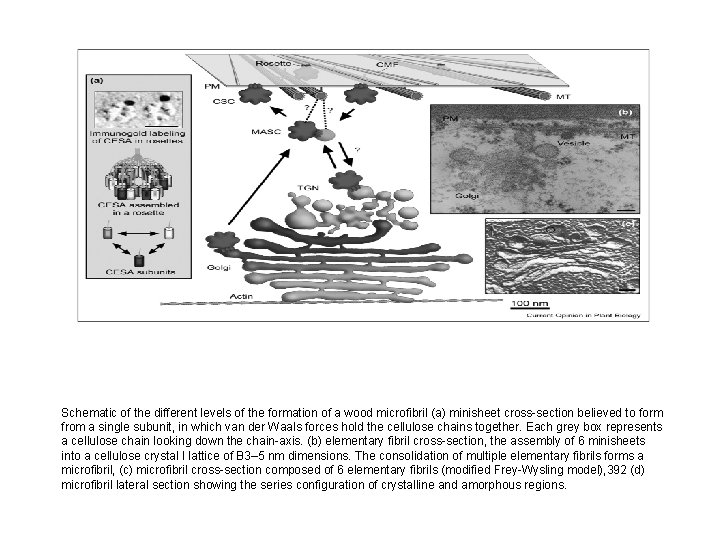 Schematic of the different levels of the formation of a wood microfibril (a) minisheet