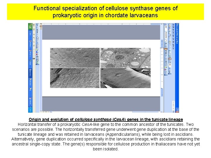 Functional specialization of cellulose synthase genes of prokaryotic origin in chordate larvaceans Origin and