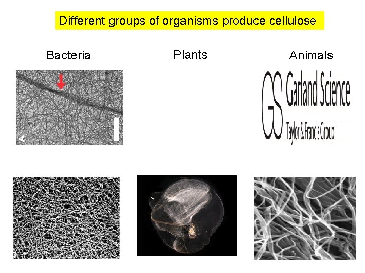 Different groups of organisms produce cellulose Bacteria Plants Animals 