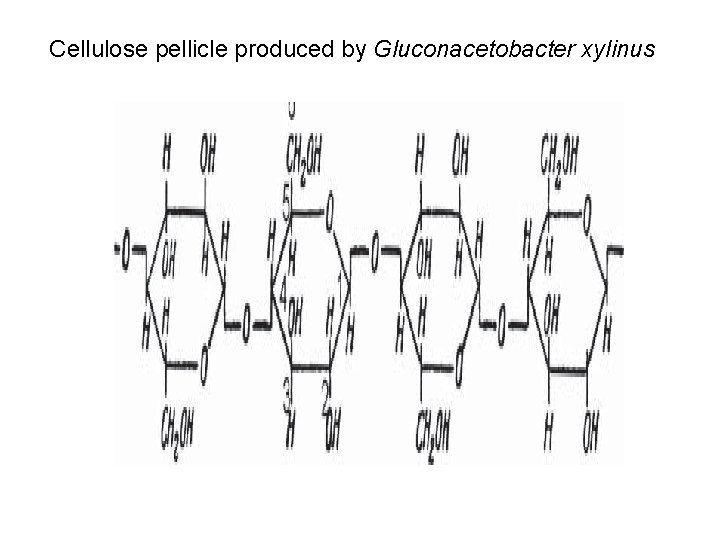 Cellulose pellicle produced by Gluconacetobacter xylinus 