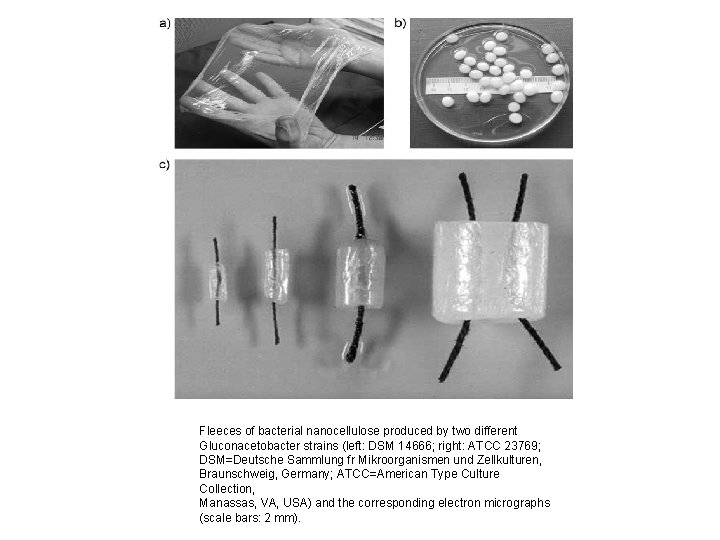 Fleeces of bacterial nanocellulose produced by two different Gluconacetobacter strains (left: DSM 14666; right: