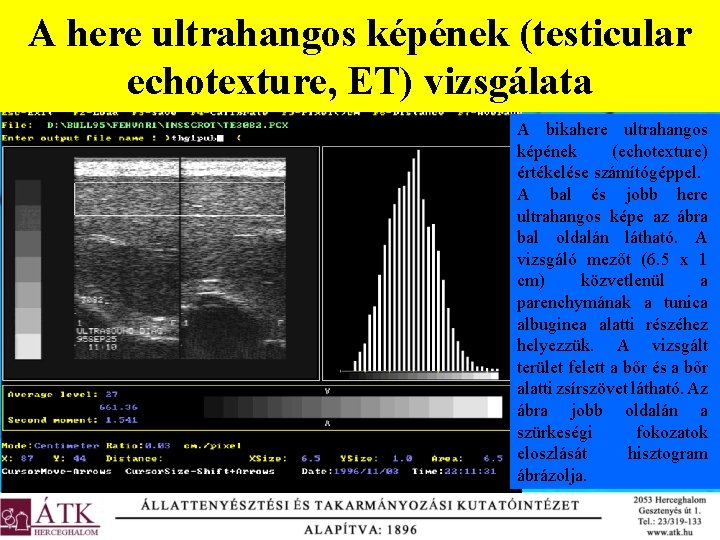 A here ultrahangos képének (testicular echotexture, ET) vizsgálata A bikahere ultrahangos képének (echotexture) értékelése