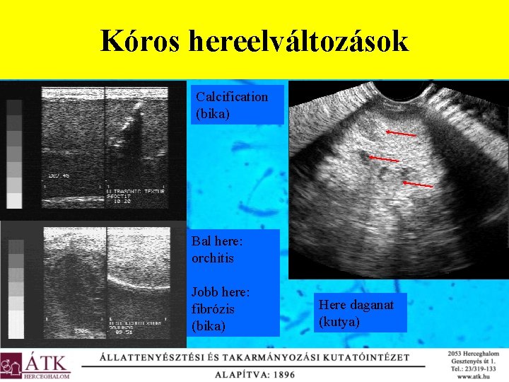 Kóros hereelváltozások Calcification (bika) Bal here: orchitis Jobb here: fibrózis (bika) Here daganat (kutya)