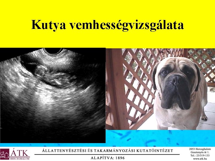 Kutya vemhességvizsgálata 