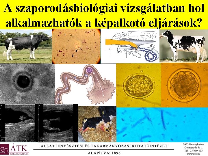 A szaporodásbiológiai vizsgálatban hol alkalmazhatók a képalkotó eljárások? 