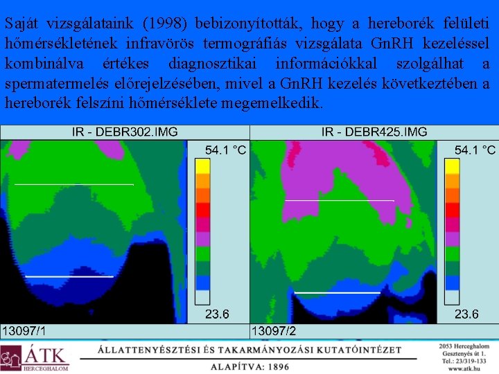 Saját vizsgálataink (1998) bebizonyították, hogy a hereborék felületi hőmérsékletének infravörös termográfiás vizsgálata Gn. RH