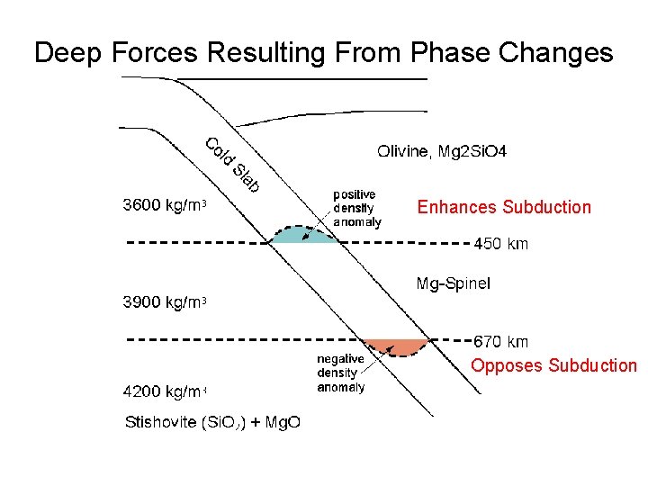Deep Forces Resulting From Phase Changes Enhances Subduction Opposes Subduction 