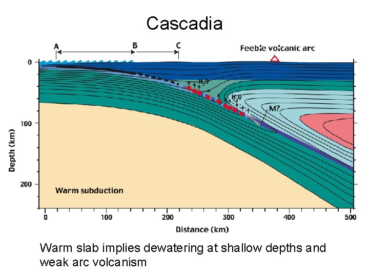 Cascadia Warm slab implies dewatering at shallow depths and weak arc volcanism 