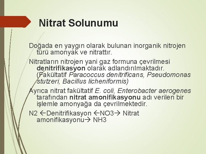Nitrat Solunumu Doğada en yaygın olarak bulunan inorganik nitrojen türü amonyak ve nitrattır. Nitratların