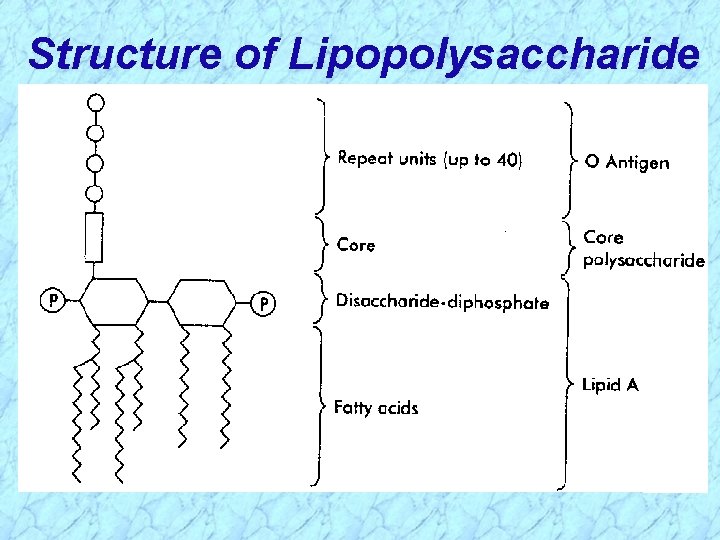 Structure of Lipopolysaccharide 