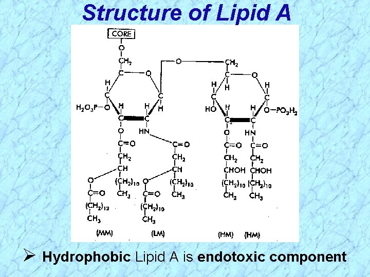 Structure of Lipid A Ø Hydrophobic Lipid A is endotoxic component 