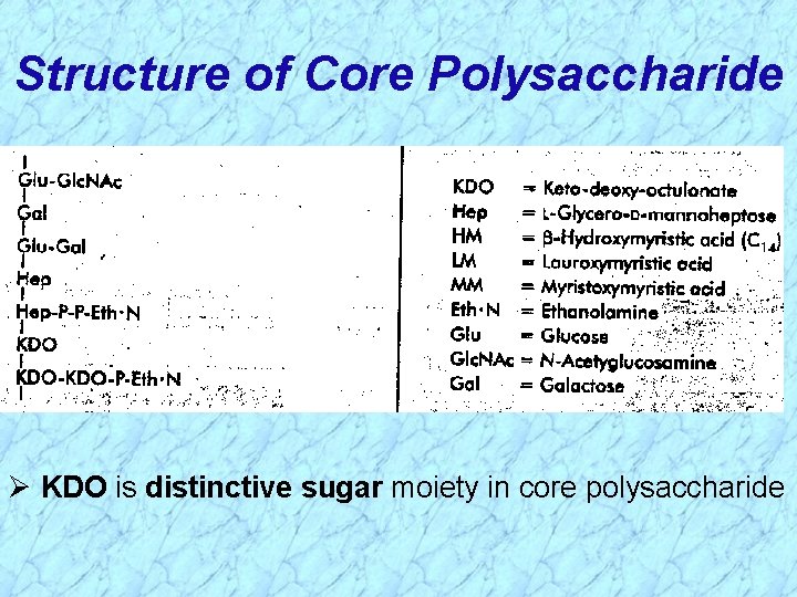 Structure of Core Polysaccharide Ø KDO is distinctive sugar moiety in core polysaccharide 