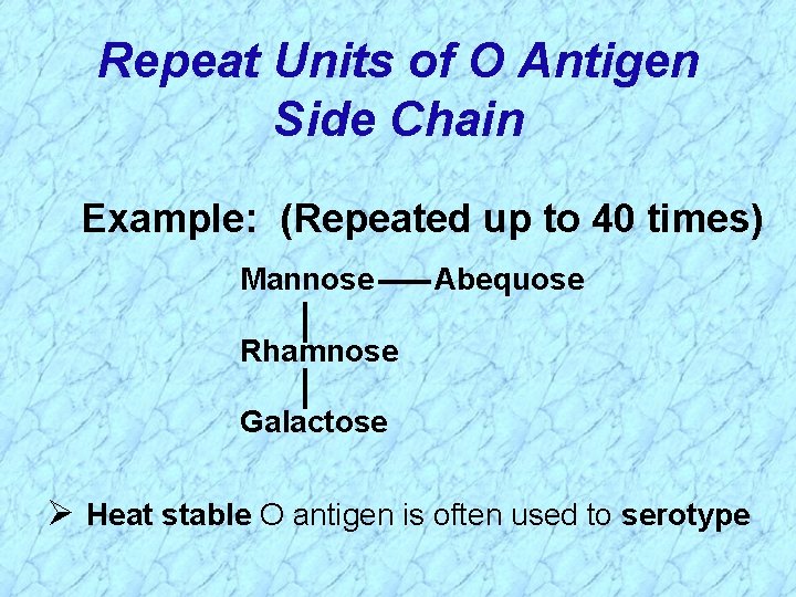 Repeat Units of O Antigen Side Chain Example: (Repeated up to 40 times) Mannose