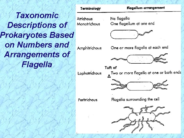 Taxonomic Descriptions of Prokaryotes Based on Numbers and Arrangements of Flagella Tuft of 