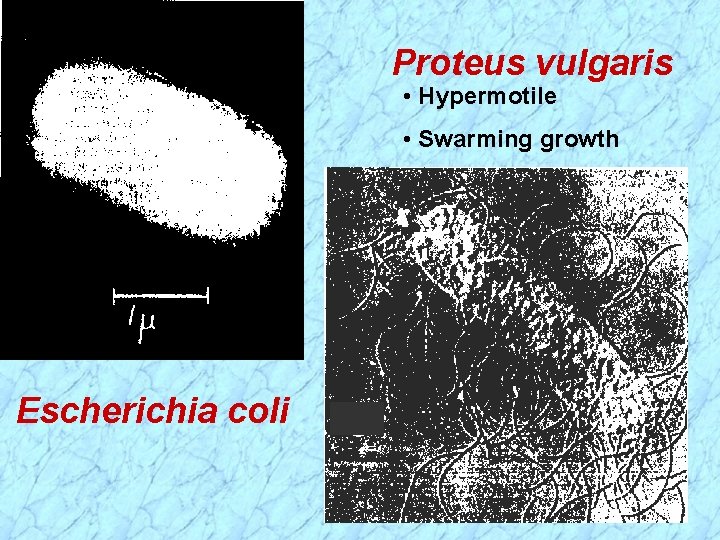 Proteus vulgaris • Hypermotile • Swarming growth Escherichia coli 