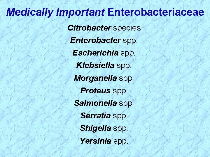 Medically Important Enterobacteriaceae Citrobacter species Enterobacter spp. Escherichia spp. Klebsiella spp. Morganella spp. Proteus