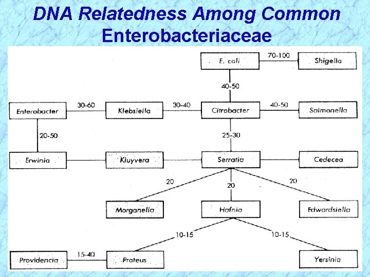 DNA Relatedness Among Common Enterobacteriaceae 