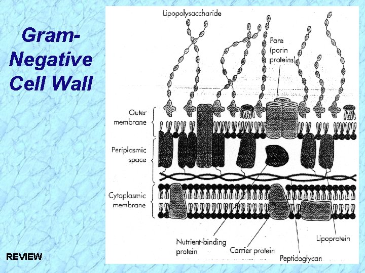 Gram. Negative Cell Wall REVIEW 