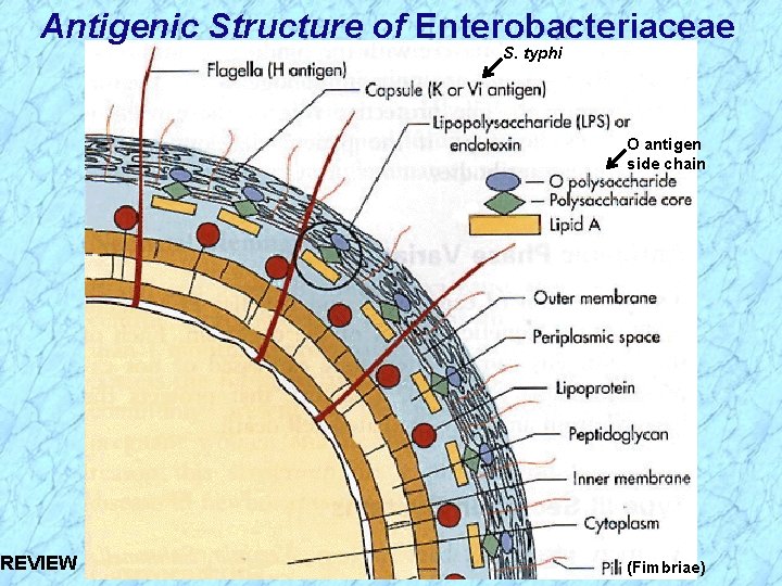 Antigenic Structure of Enterobacteriaceae S. typhi O antigen side chain REVIEW (Fimbriae) 