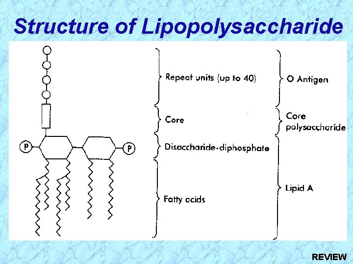 Structure of Lipopolysaccharide REVIEW 