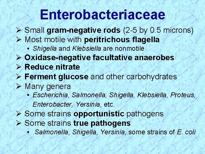 Enterobacteriaceae Ø Small gram-negative rods (2 -5 by 0. 5 microns) Ø Most motile