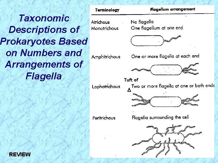 Taxonomic Descriptions of Prokaryotes Based on Numbers and Arrangements of Flagella Tuft of REVIEW