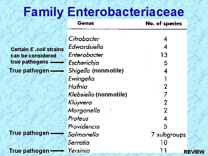 Family Enterobacteriaceae Certain E. coli strains can be considered true pathogens True pathogen (nonmotile)