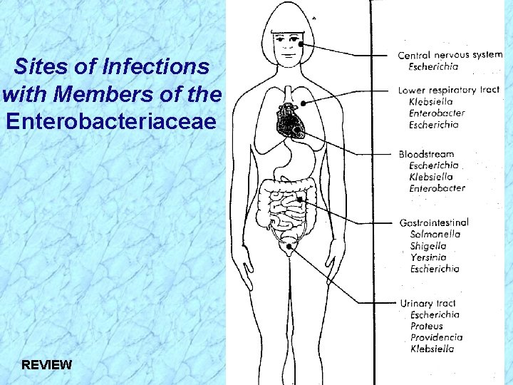 Sites of Infections with Members of the Enterobacteriaceae REVIEW 