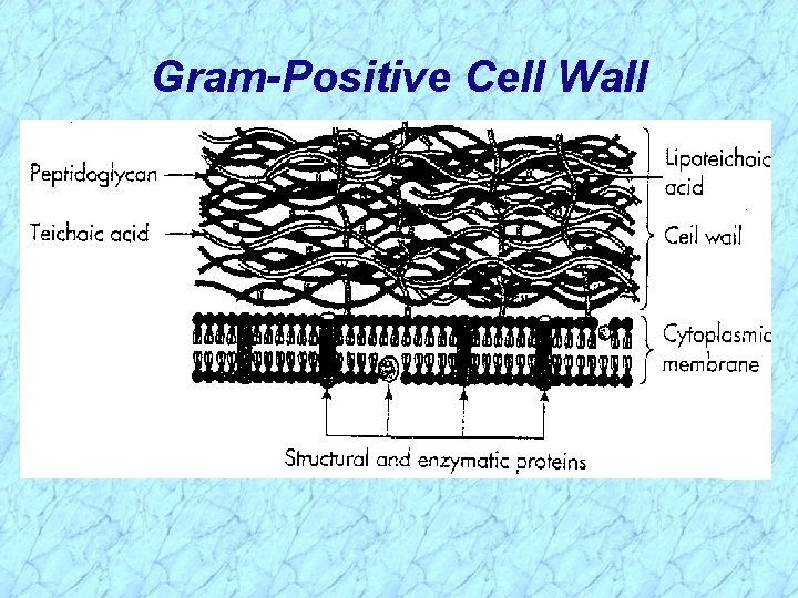 Gram-Positive Cell Wall 