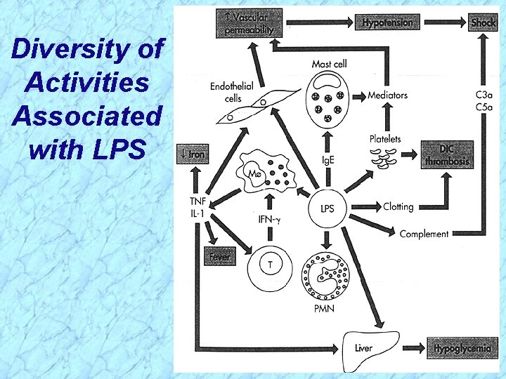 Diversity of Activities Associated with LPS 