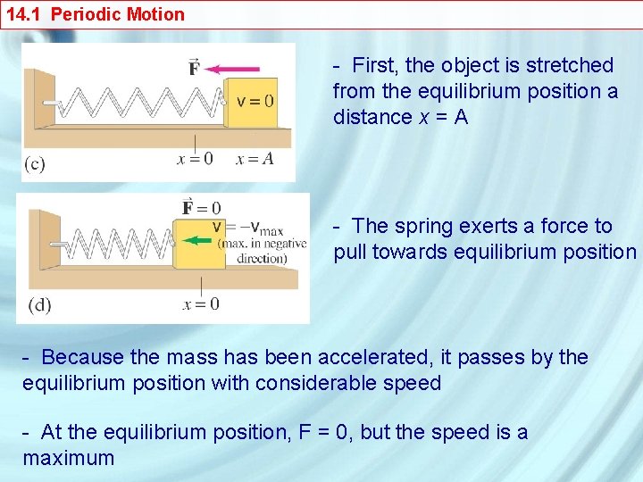 14. 1 Periodic Motion - First, the object is stretched from the equilibrium position