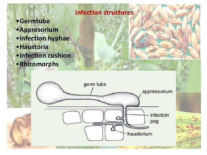  • Germtube • Appresorium • Infection hyphae • Haustoria • Infection cushion •