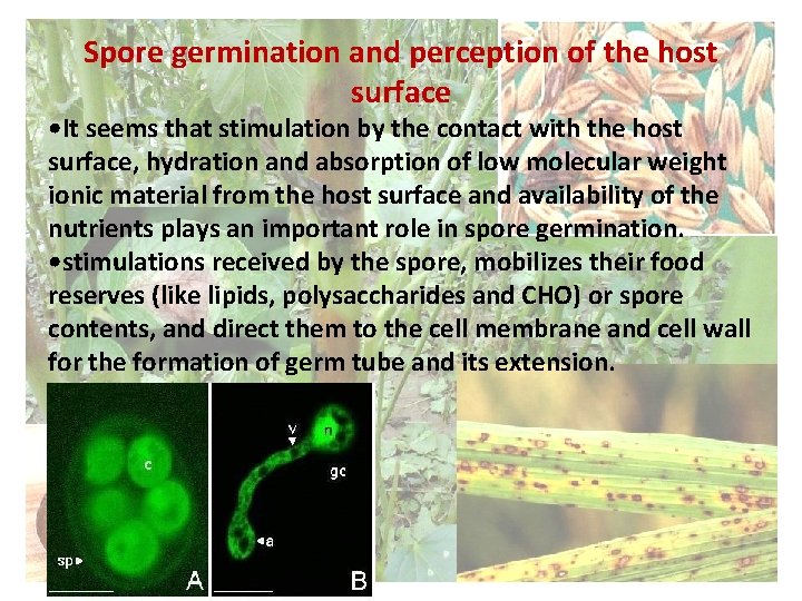 Spore germination and perception of the host surface • It seems that stimulation by