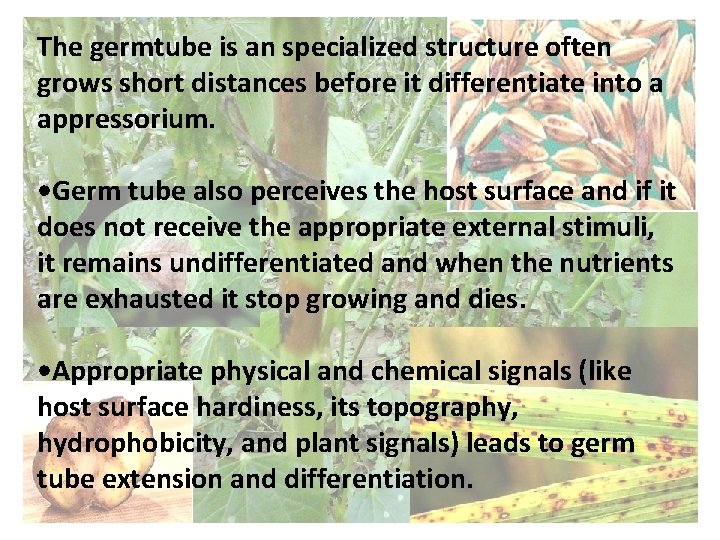 The germtube is an specialized structure often grows short distances before it differentiate into