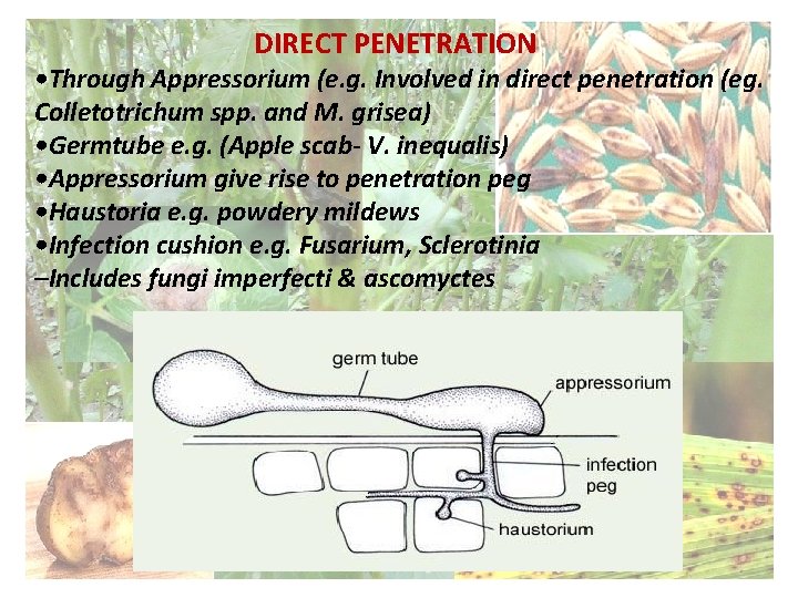 DIRECT PENETRATION • Through Appressorium (e. g. Involved in direct penetration (eg. Colletotrichum spp.