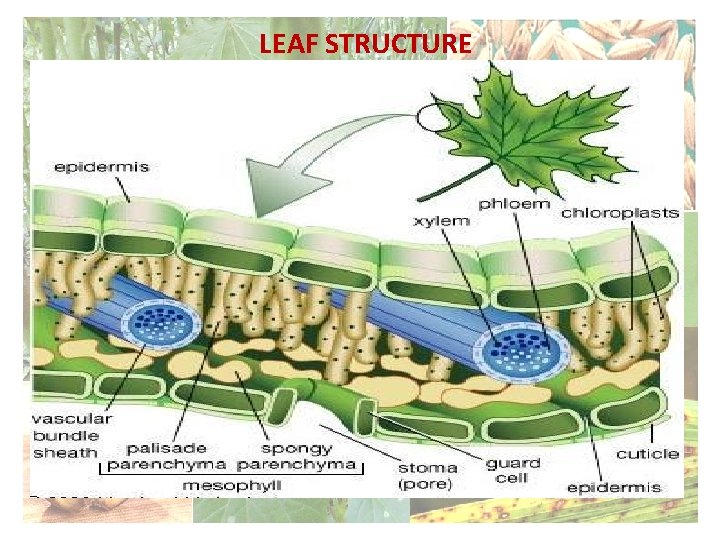 LEAF STRUCTURE 