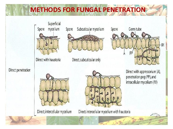 METHODS FOR FUNGAL PENETRATION 