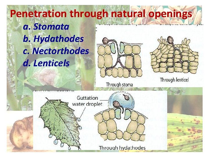 Penetration through natural openings a. Stomata b. Hydathodes c. Nectorthodes d. Lenticels 