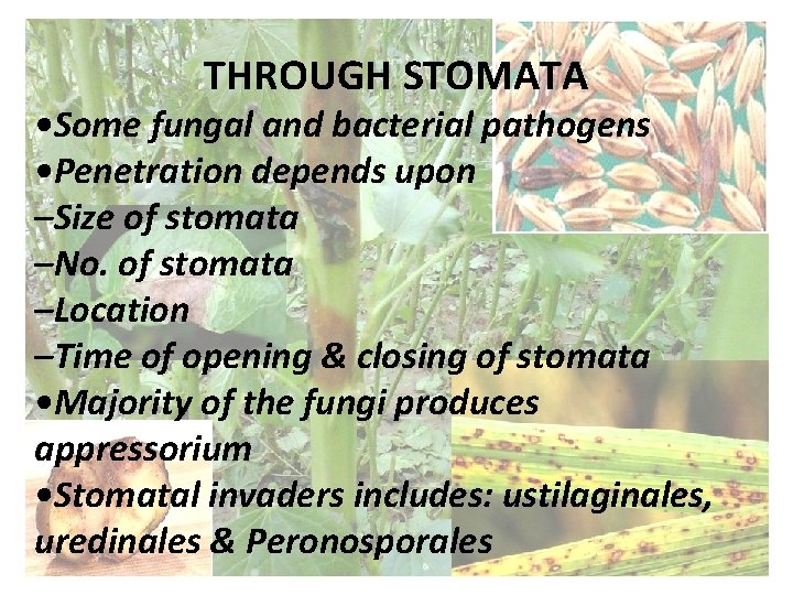 THROUGH STOMATA • Some fungal and bacterial pathogens • Penetration depends upon –Size of