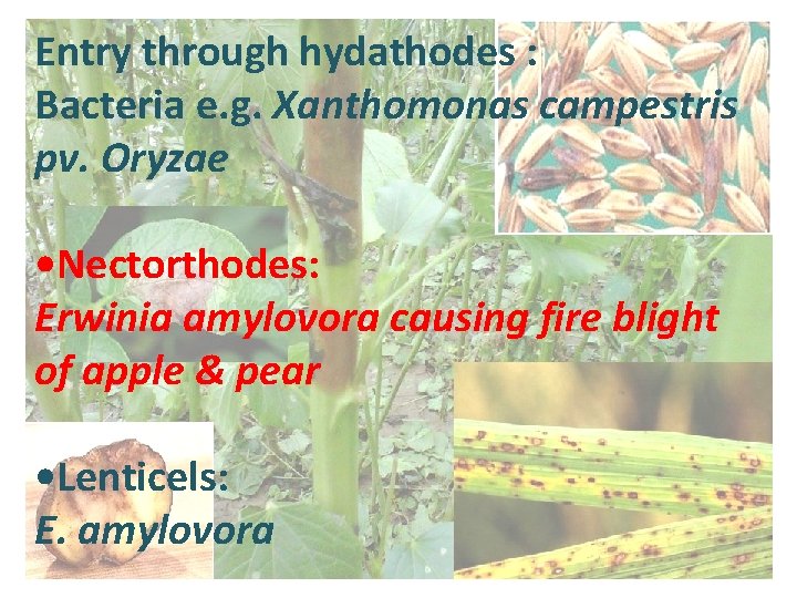 Entry through hydathodes : Bacteria e. g. Xanthomonas campestris pv. Oryzae • Nectorthodes: Erwinia