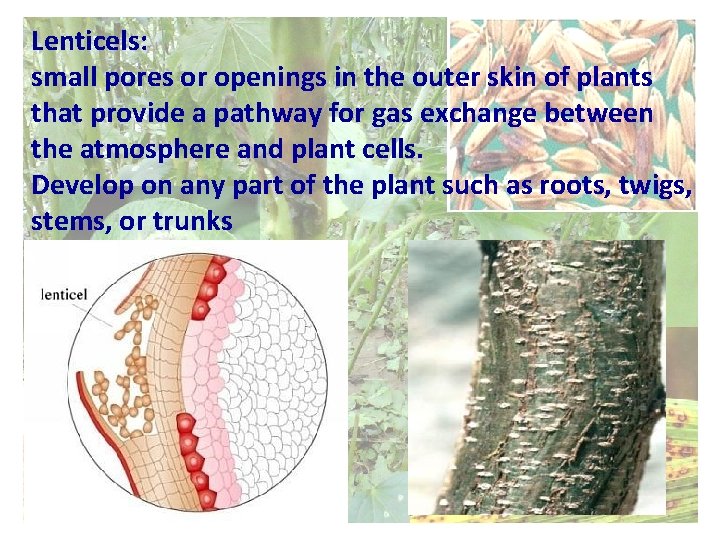 Lenticels: small pores or openings in the outer skin of plants that provide a