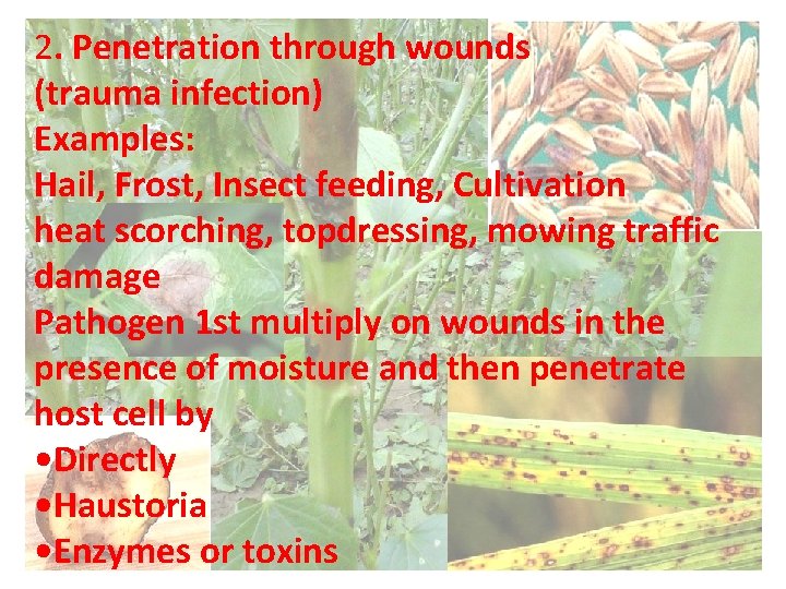 2. Penetration through wounds (trauma infection) Examples: Hail, Frost, Insect feeding, Cultivation heat scorching,