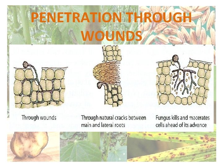 PENETRATION THROUGH WOUNDS 