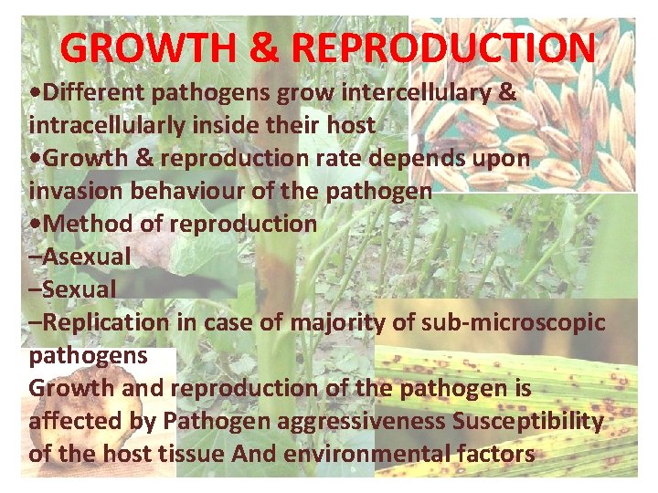 GROWTH & REPRODUCTION • Different pathogens grow intercellulary & intracellularly inside their host •