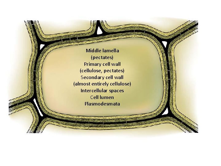 Middle lamella (pectates) Primary cell wall (cellulose, pectates) Secondary cell wall (almost entirely cellulose)