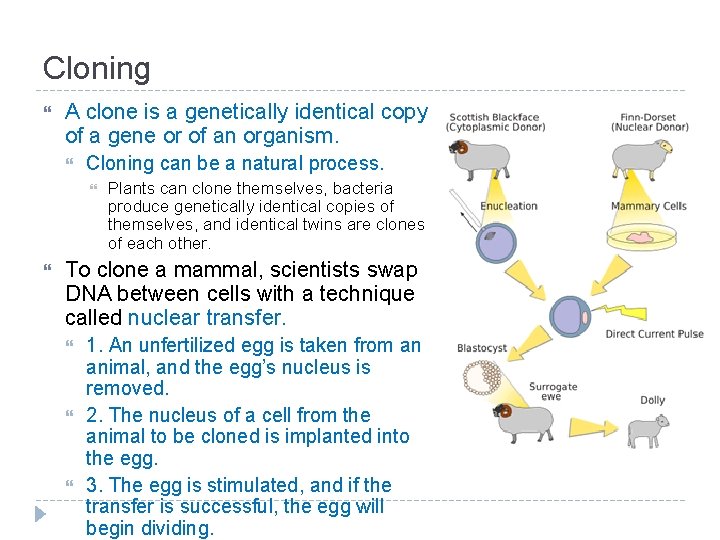 Cloning A clone is a genetically identical copy of a gene or of an