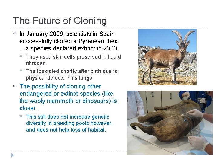 The Future of Cloning In January 2009, scientists in Spain successfully cloned a Pyrenean